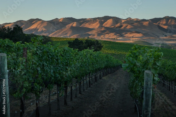 Obraz Pinot Noir Vineyards