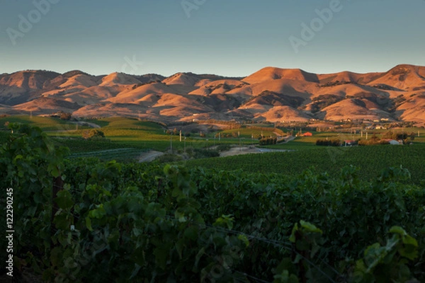 Obraz Pinot Noir Vineyards