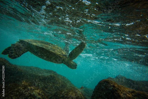 Obraz Sea Turtle Kua Bay