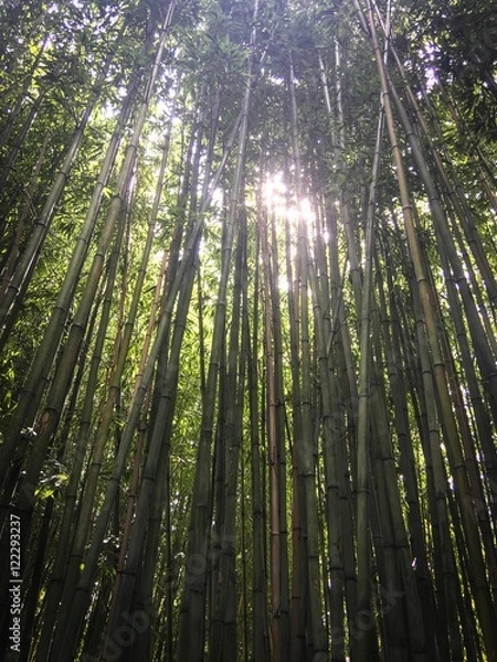 Obraz tall chineese bamboo