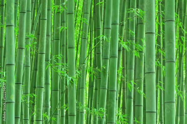 Obraz Cichy bambusowy las