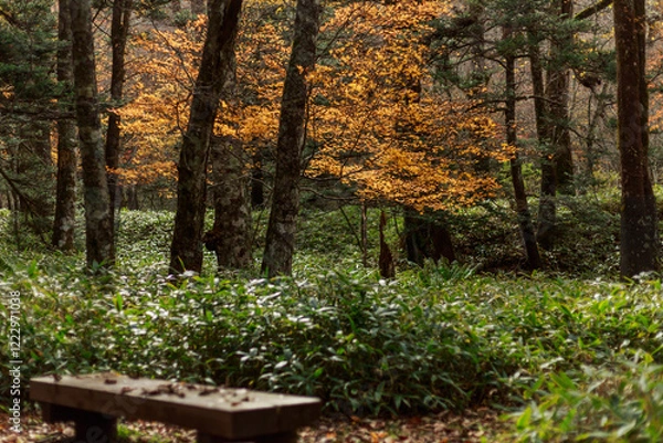 Obraz 日光　紅葉　いろは坂