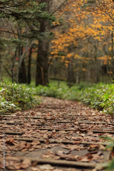 Obraz 日光　紅葉　いろは坂