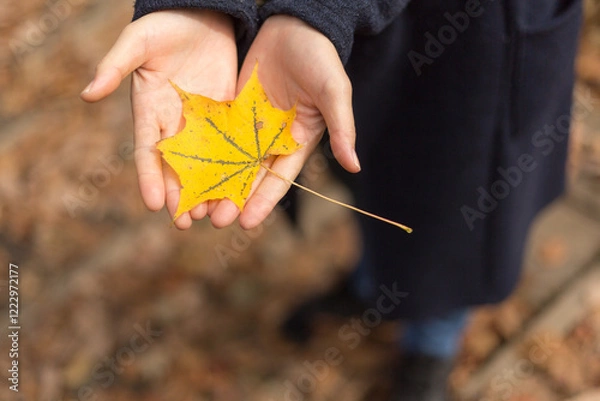 Obraz 日光　紅葉　いろは坂