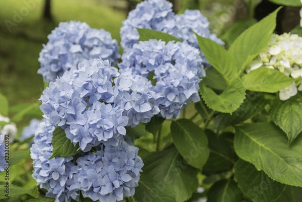 Obraz Blue Hydrangea Flower