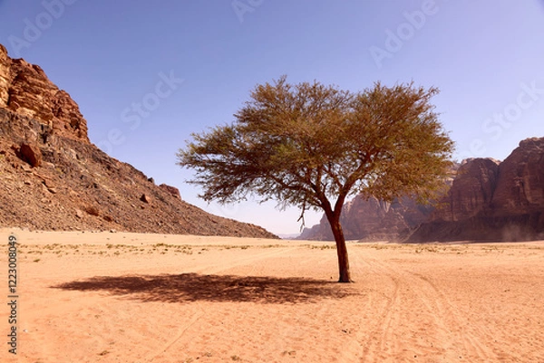 Obraz Lone acacia tree in Wadi Rum desert, Jordan. Dramatic red sandstone cliffs and sandy desert landscape under clear blue sky. Natural wilderness scenery.