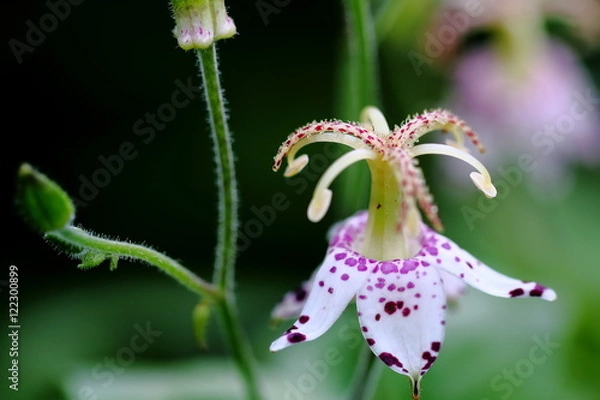 Fototapeta 山杜鵑