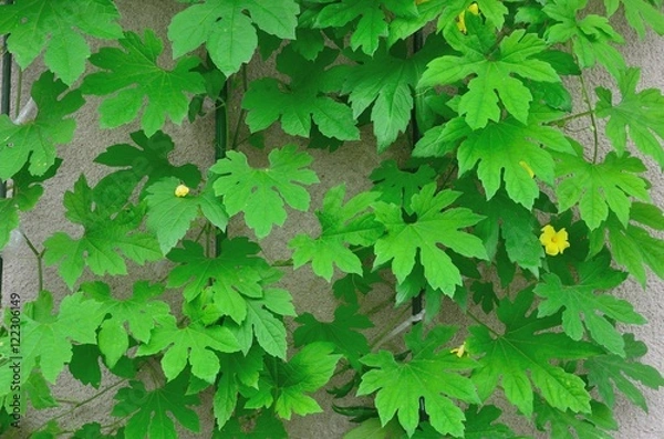 Fototapeta ゴーヤの葉