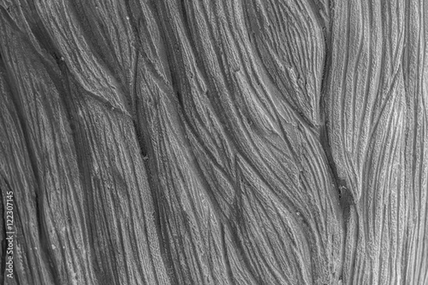 Obraz Background gray elephant skin.