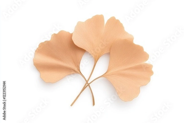 Obraz Two delicate ginkgo leaves arranged artistically on a clean white background, highlighting their texture
