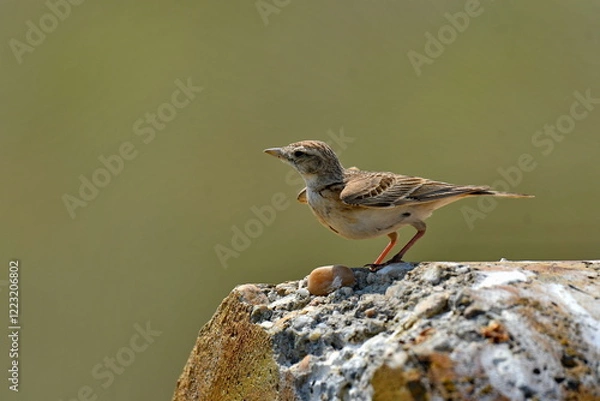 Obraz Calandra Lark - (Melanocorypha calandra)