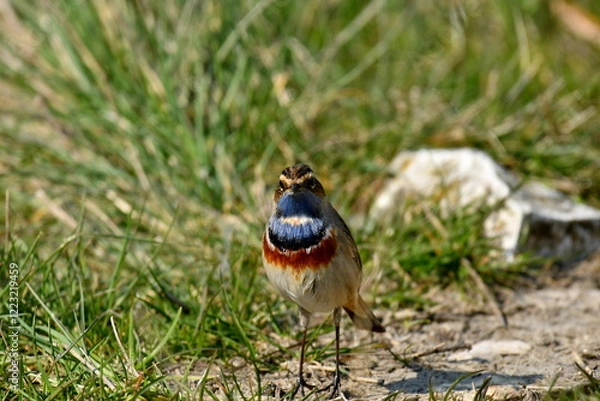 Obraz Bluethroat  - (Luscinia svecica) 