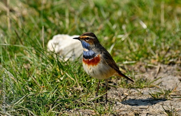 Obraz Bluethroat  - (Luscinia svecica) 