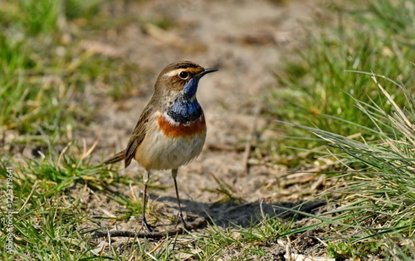 Obraz Bluethroat  - (Luscinia svecica) 