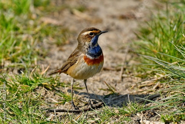 Obraz Bluethroat  - (Luscinia svecica) 