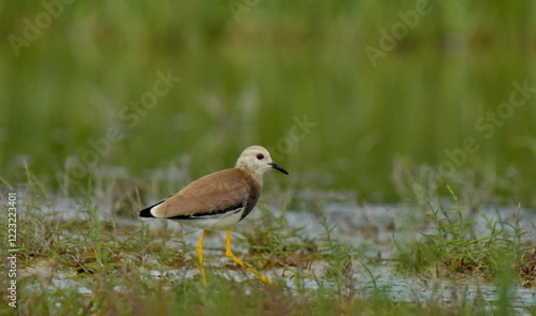 Obraz white tailed lapwing - Vanellus chettusia