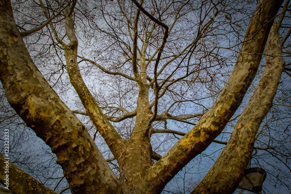 Fototapeta Baumgabelungen