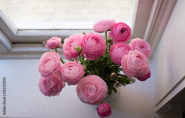 Fototapeta High angle view of pink ranunculus in white jug on window sill
