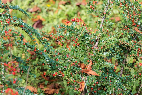 Obraz Croatia. Plitvice Park. Evergreen shrub Orange cotoneaster Cotoneaster franchetii branches full of ripe fruits.