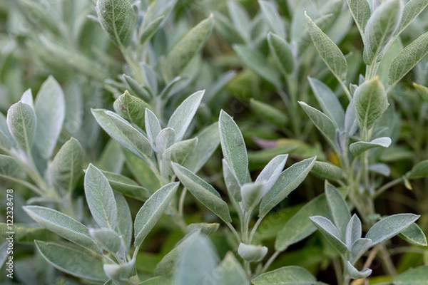 Obraz Echter Salbei Pflanze