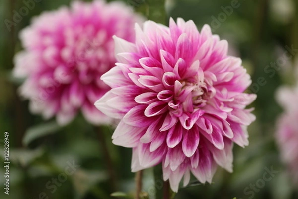 Fototapeta 奈良の秋景色