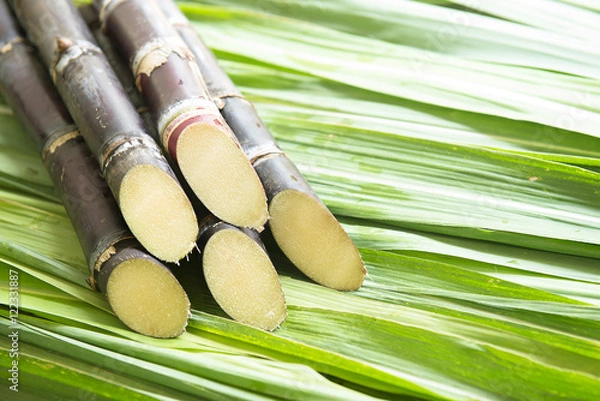 Obraz Sugar cane