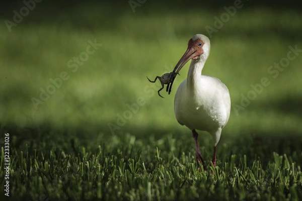 Obraz White Ibis holding a frog