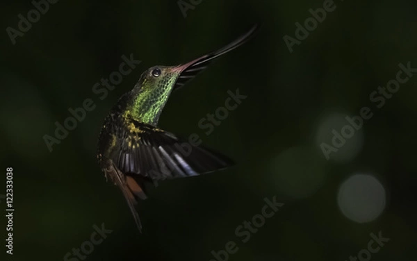 Obraz Humming bird hovering