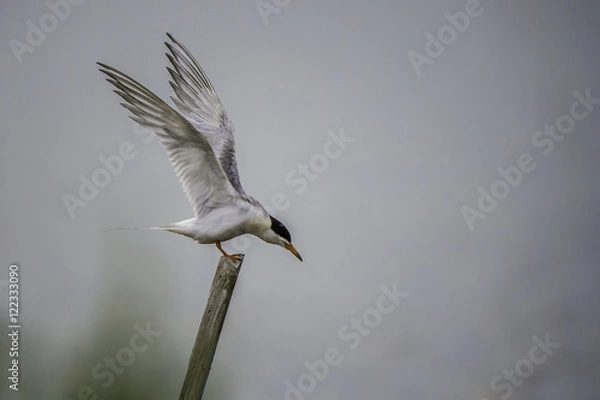 Obraz A tern landing on a stick