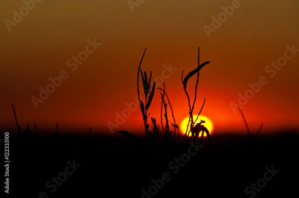 Obraz Sunset via weeds