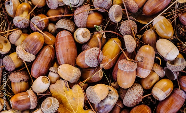 Fototapeta Яркая осень в лесу. Спелые желуди