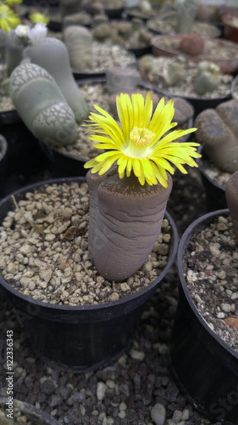 Obraz Lebender Stein(Lithops) mit gelber Blüte