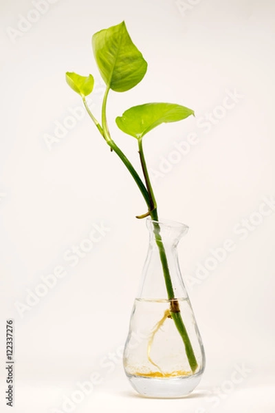 Fototapeta Devil's Ivy