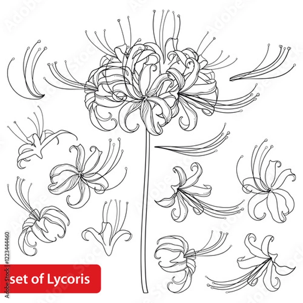 Obraz Set of outline bulbous Lycoris radiata or red spider lily flower in black isolated on white background. 