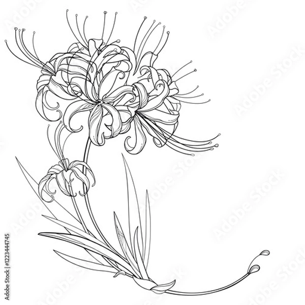 Obraz Corner bouquet with outline Lycoris radiata or red spider lily in black isolated on white background.