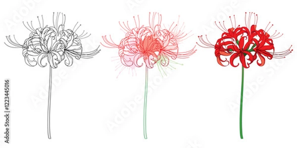 Obraz Set of outline bulbous Lycoris radiata or red spider lily flower in black and pastel isolated on white background. 