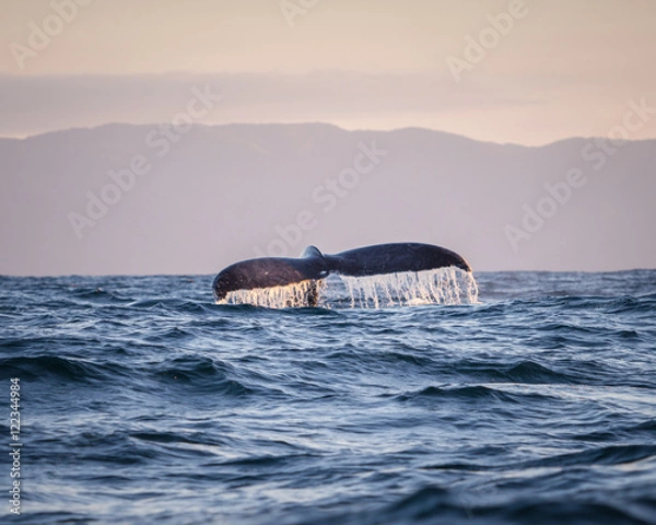Obraz Whale tail 4