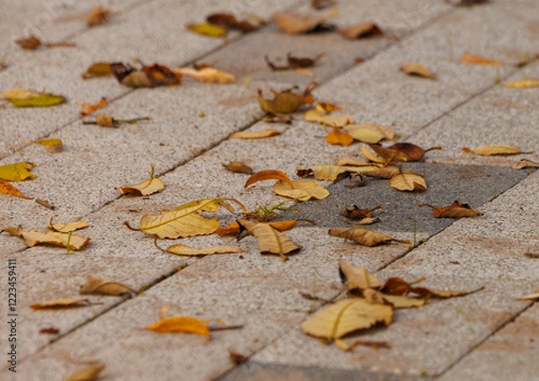 Fototapeta Autumn leaves scattered across the stone pathway in a serene park during a calm afternoon