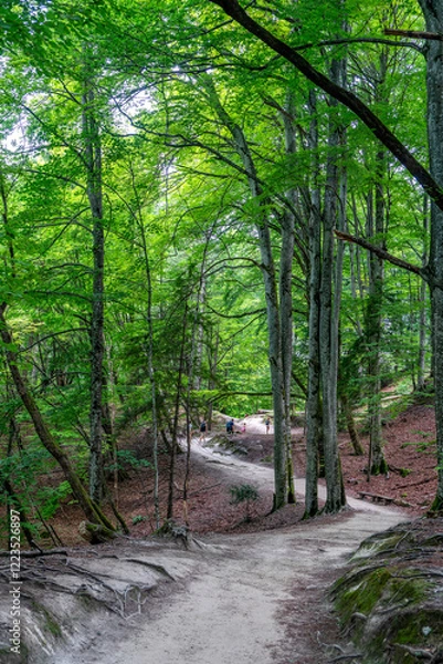 Obraz Croatia, hiking path in the National Park of Plitvice