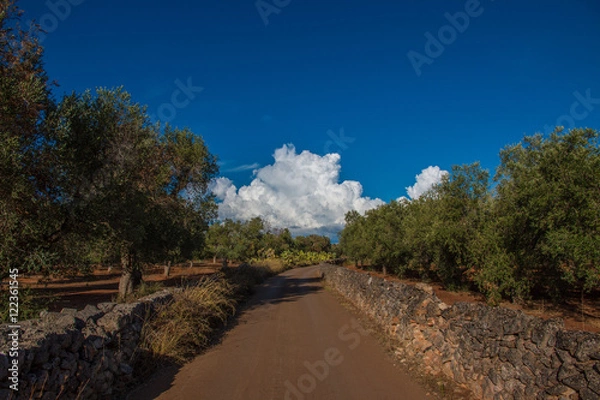 Obraz Olive trees in Salento, Italy