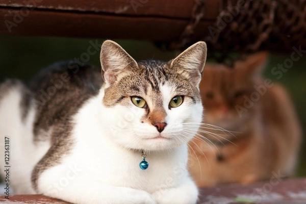 Obraz white and gray cat with blue bell