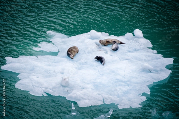 Fototapeta Seals in Tracy Arm