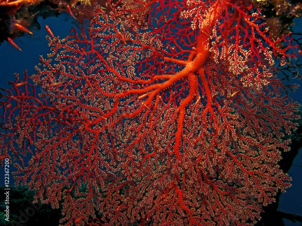 Obraz Red Gorgonian Coral Weave