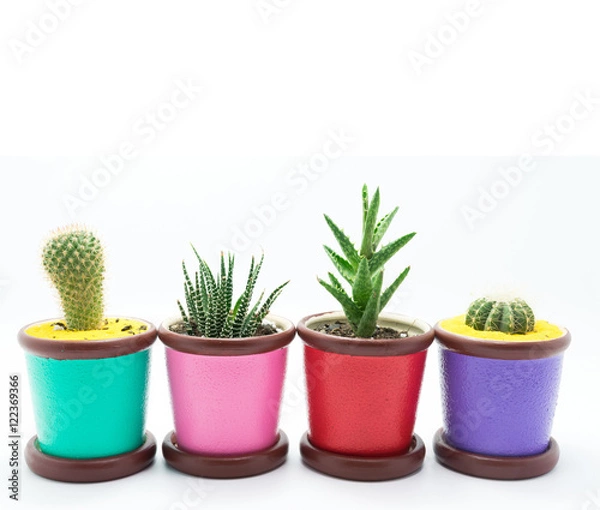 Fototapeta The cactus white background.