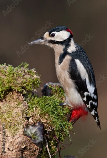 Fototapeta Pic épeiche