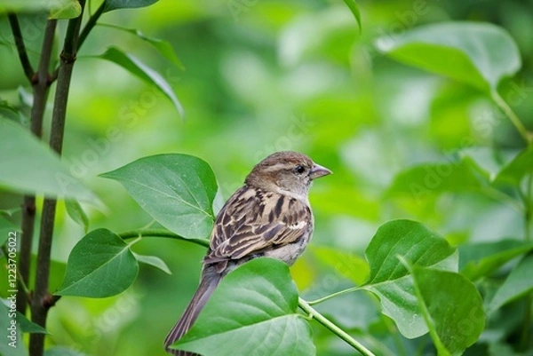 Obraz Spatz ruht sich aus