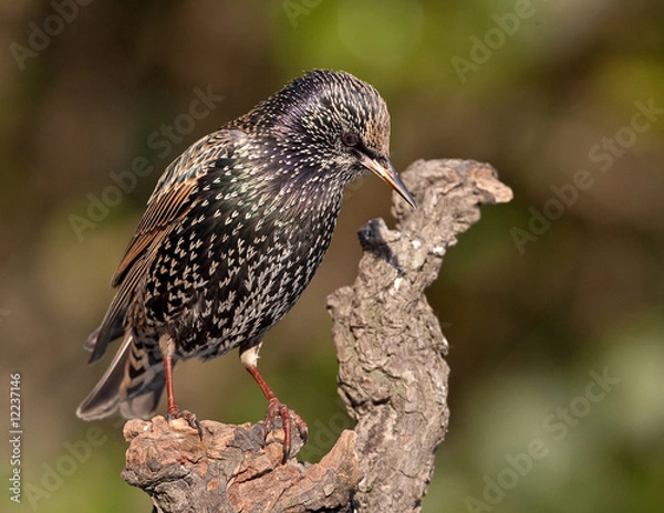 Fototapeta Etourneau sansonnet