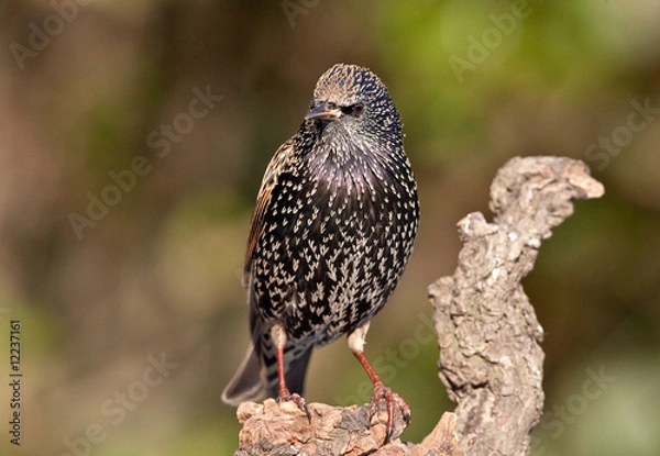 Fototapeta Etourneau sansonnet