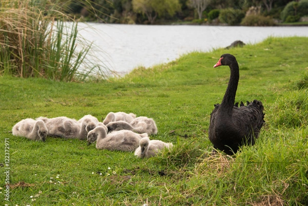 Obraz Black swans with cygnets