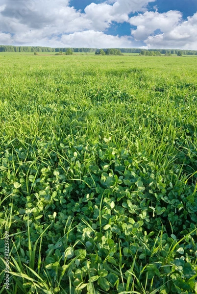 Obraz Spring clover field